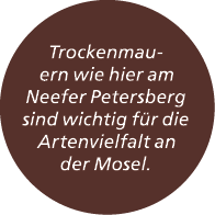 Trockenmauern wie hier am Neefer Petersberg sind wichtig f r die Artenvielfalt an der Mosel.