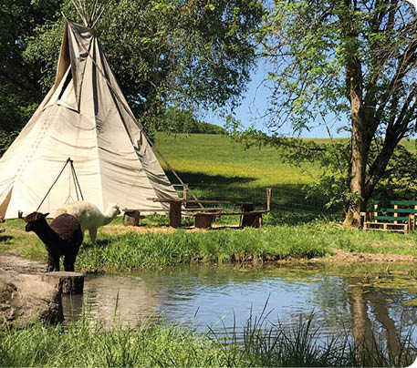 Im Vordergrund ein ruhiger Teich, dessen Wasseroberfl che Spiegelungen von B umen und Himmel zeigt. Am linken Ufer steht ein dunkelbraunes Alpaka auf einem flachen Felsen am Wasser; direkt dahinter grast ein wei es Alpaka auf der Uferwiese. Etwas zur ck versetzt links steht ein gro es, sandfarbenes Tipi-Zelt aus Stoff, aufgespannt zwischen Stangen. Vor dem Tipi befinden sich rustikale Sitzb nke und Baumst mpfe als Sitzgelegenheiten, die zu einem kleinen Au en-Rundtisch arrangiert sind. Rechts im Bild wachsen hohe, schattenspendende B ume, darunter steht eine gr n lackierte Parkbank neben einem niedrigen Holzzaun. Im Hintergrund erstreckt sich eine sonnige, sanft h gelige Wiese mit vereinzelten Butterblumen unter blauem Himmel. Die Stimmung ist l ndlich, friedlich und einladend.