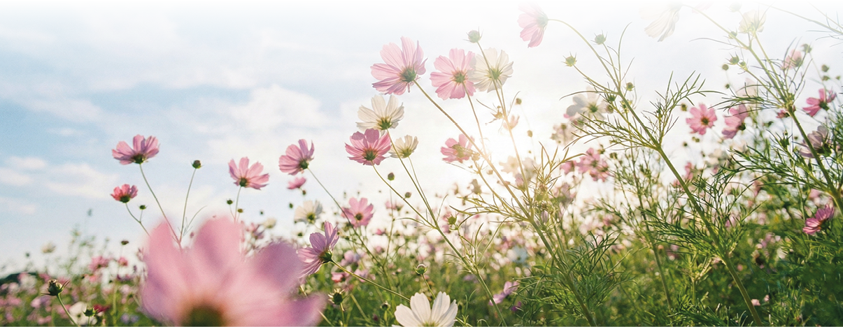Tief aufgenommenes Foto einer Wiese voller zarter, hochgewachsener Bl ten vor hellem Himmel. Im Vordergrund und bis zum Horizont sind viele Cosmea‑ hnliche Bl ten mit schmalen St ngeln und fein gefiedertem Laub zu sehen; die Bl tenbl tter sind berwiegend zartrosa bis wei  mit gelbem Zentrum. Die Sonne steht niedrig und scheint durch die Bl tenst ngel, wodurch einige Bl ten von hinten leuchten und leichte Sonnenspiegelungen entstehen. Der Himmel ist hellblau mit vereinzelten, weichen wei en Wolken. Gesamtwirkung: luftig, freundlich und sommerlich, vermittelt Leichtigkeit und Ruhe.