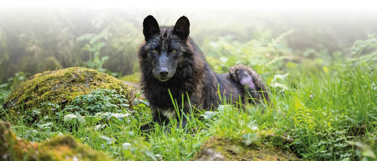 Ein schwarzer Wolf liegt aufmerksam im gr nen Gras vor moosbedeckten Steinen in einem Waldgebiet. Beschreibung von KI generiert