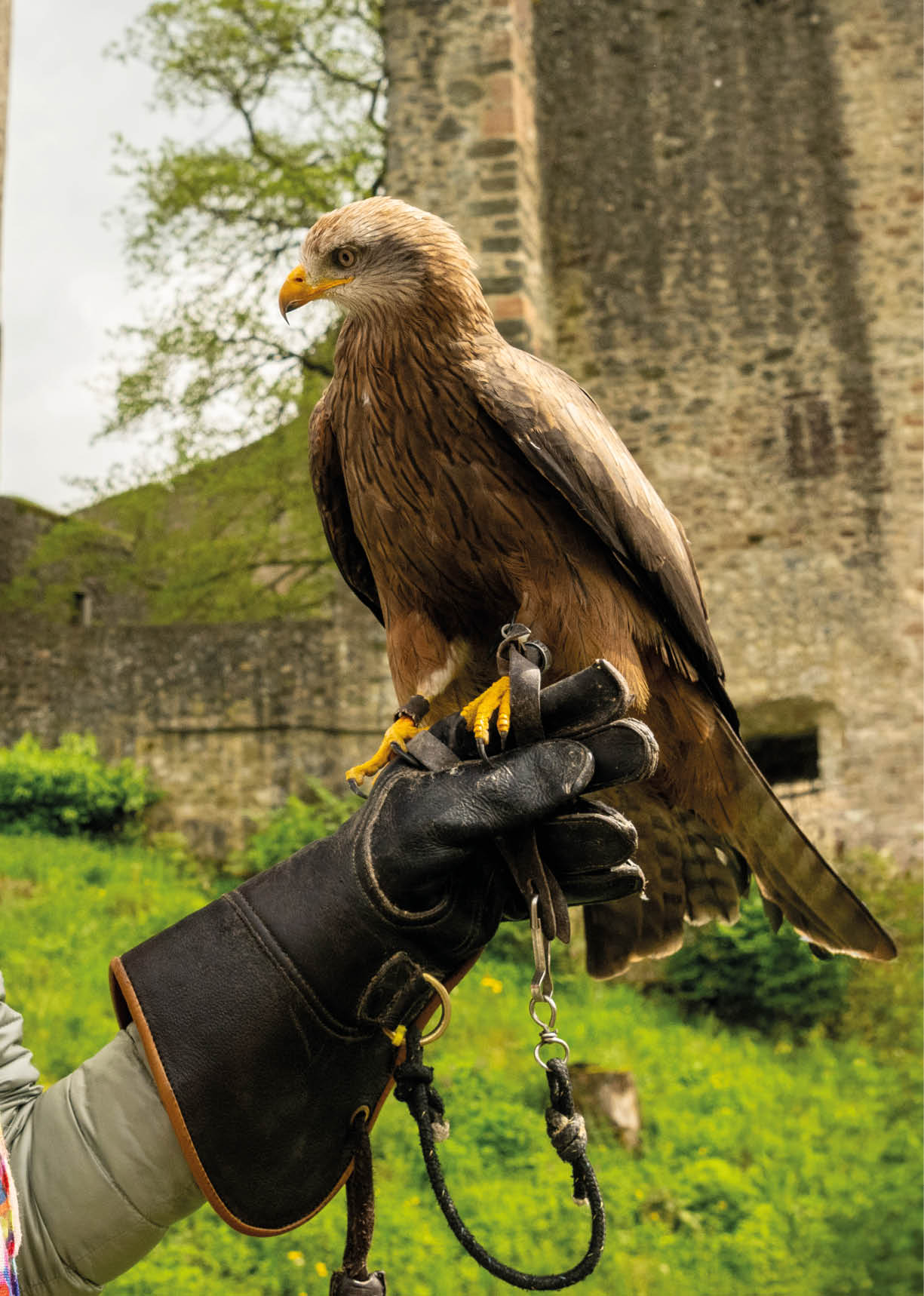 Eine Person tr gt einen gro en Greifvogel mit braunem Gefieder und gelbem Schnabel auf einem dicken Lederhandschuh vor einer alten Steinmauer und gr ner Wiese. Beschreibung von KI generiert