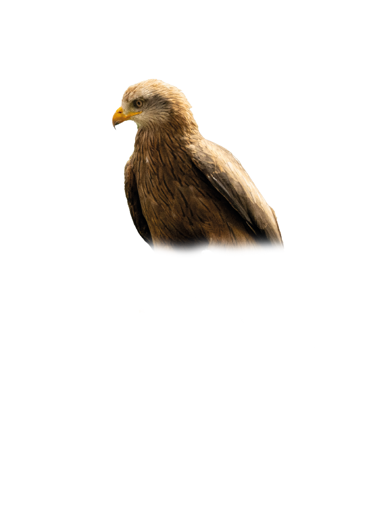 Ein Adler mit braunem Gefieder und gelbem Schnabel blickt nach links vor wei em Hintergrund. Beschreibung von KI generiert