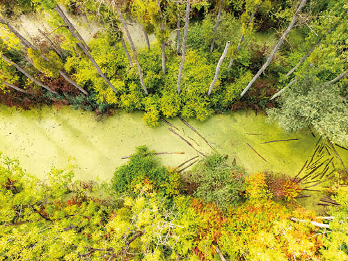 Ein von B umen umgebener, mit gr ner Algen bedeckter Fluss oder Teich mit verstreuten Baumst mmen im Wasser aus der Vogelperspektive. Beschreibung von KI generiert