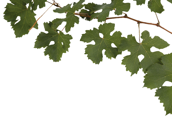 Ein Zweig mit gr nen, gezackten Bl ttern vor wei em Hintergrund. Beschreibung von KI generiert