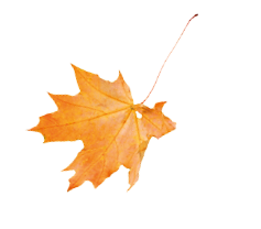 Ein einzelnes orangefarbenes Ahornblatt mit sichtbaren Adern auf wei em Hintergrund. Beschreibung von KI generiert