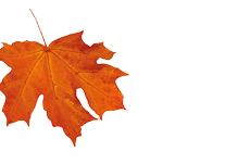 Bunte Herbstbl tter in Gelb, Orange und Rot fallen auf einen wei en Hintergrund. Beschreibung von KI generiert