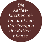 Die Kaffeekirschen reifen direkt an den Zweigen der Kaffeepflanze.