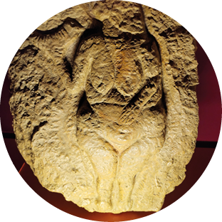 Fossile Abdr cke von zwei Bl ttern in einem braunen Gesteinsuntergrund. Beschreibung von KI generiert