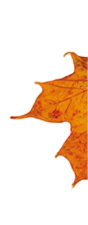 Bunte Herbstbl tter fallen sanft auf einen Haufen am unteren Bildrand vor wei em Hintergrund. Beschreibung von KI generiert