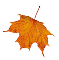 Bunte Herbstbl tter fallen sanft auf einen Haufen am unteren Bildrand vor wei em Hintergrund. Beschreibung von KI generiert