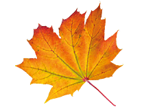 Bunte Herbstbl tter fallen auf einen wei en Hintergrund. Beschreibung von KI generiert