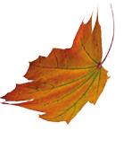 Bunte Herbstbl tter fallen auf einen wei en Hintergrund. Beschreibung von KI generiert