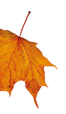 Bunte Herbstbl tter fallen sanft auf einen Haufen am unteren Bildrand vor wei em Hintergrund. Beschreibung von KI generiert